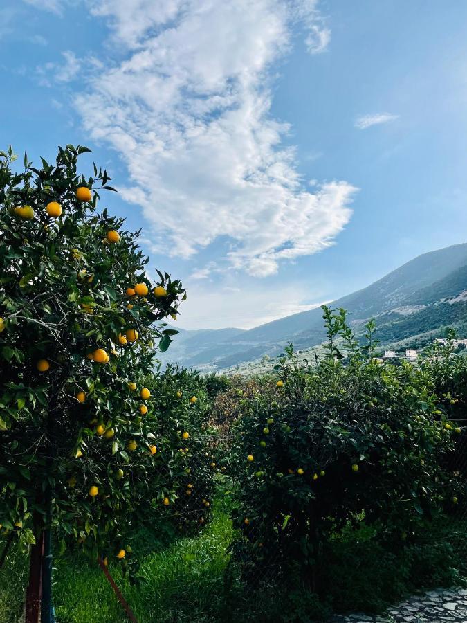 فيلا Citrus Garden Epidaurus المظهر الخارجي الصورة